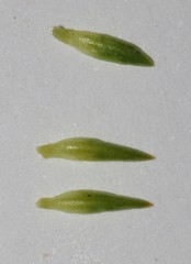 Aspalathus citrina