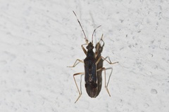 Neomyocoris arnaudi