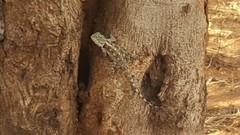 Acanthocercus branchi