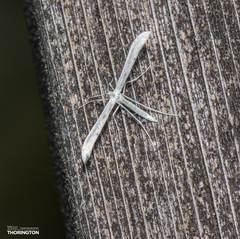 Hellinsia homodactylus