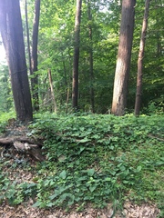 Viburnum acerifolium