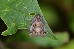 Hampsonodes