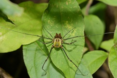 Cranaidae
