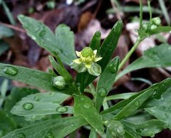 Ranunculus micranthus