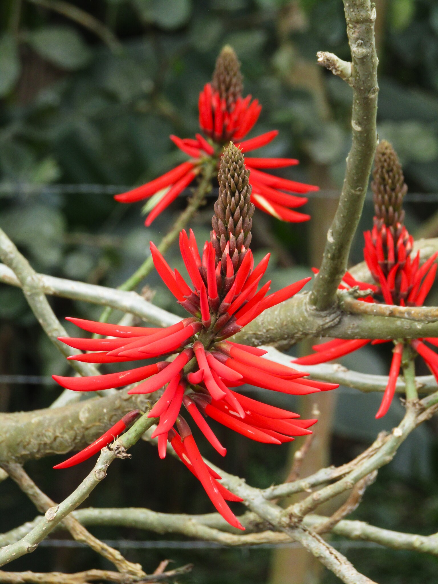 Erythrina speciosa