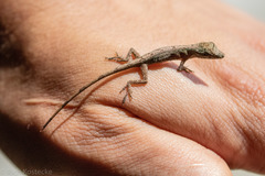 Anolis umbrivagus