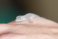 Anolis umbrivagus