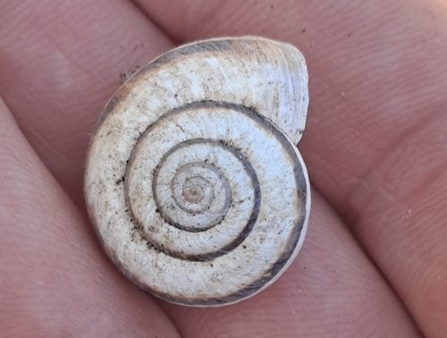 Xerosecta cespitum