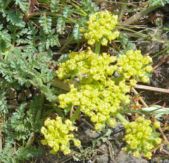 Lomatium vaginatum