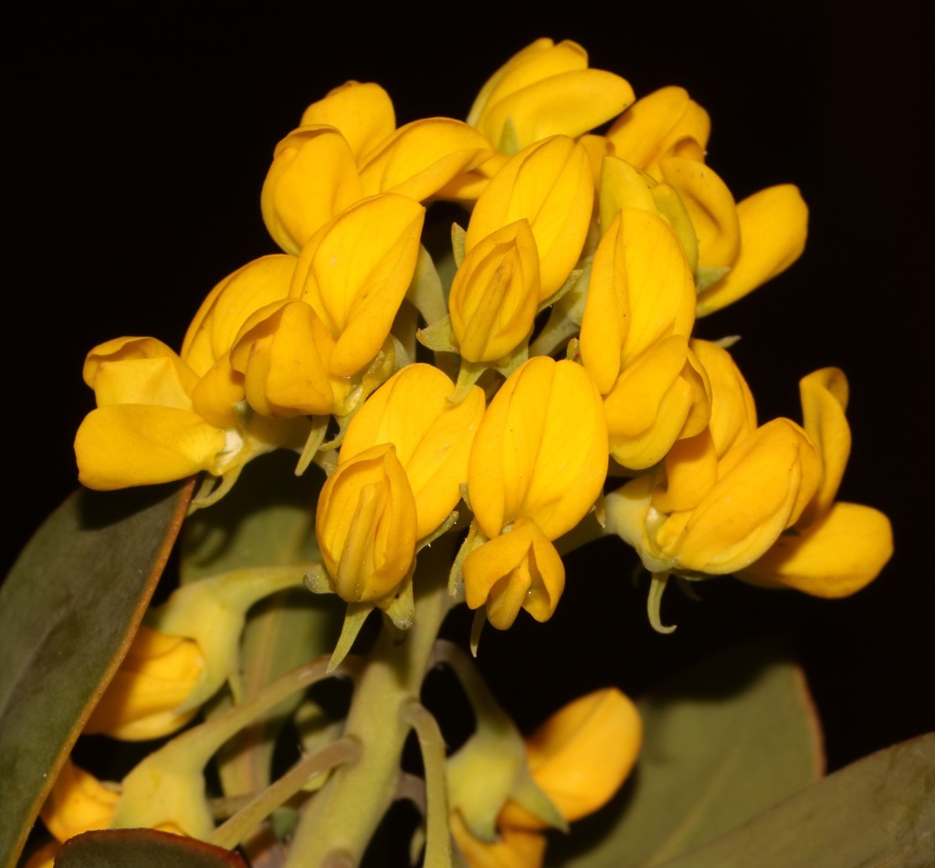 Cape Widowpea