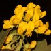 Rafnia capensis - Photo (c) Brian du Preez, algunos derechos reservados (CC BY-SA), uploaded by Brian du Preez