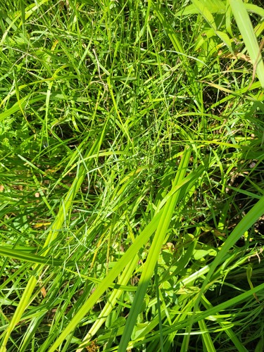 Meadow starwort (Stellaria palustris)