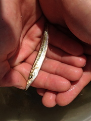 Sphyraena borealis
