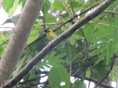 Todirostrum chrysocrotaphum