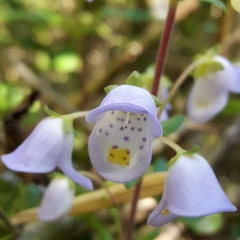 Jovellana punctata