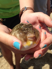 Sphoeroides maculatus