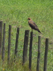 Buteogallus meridionalis