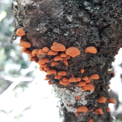 Anthracophyllum discolor