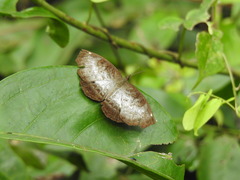 Ariadne enotrea