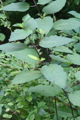 Collinsonia canadensis