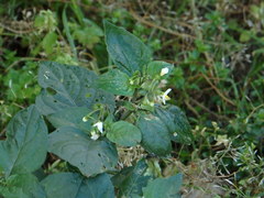 Solanum nigrum