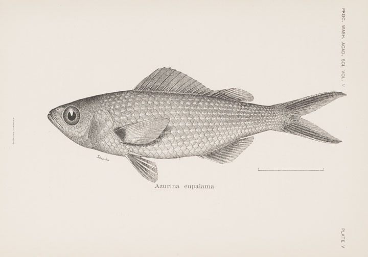 Galápagos Damsel