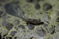 Psilochorema