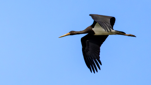 Cigogne noire, jeune