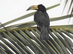 Lophoceros fasciatus