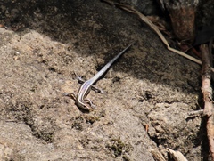 Cryptoblepharus pulcher pulcher