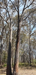 Eucalyptus macrorhyncha