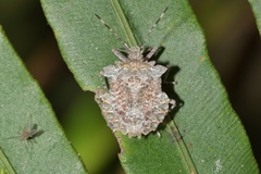 Pelidnocoris majusculus