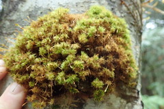 Ulota obtusiuscula