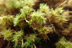 Ulota obtusiuscula