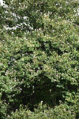Bauhinia picta