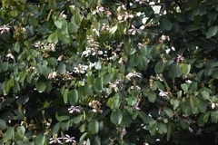 Bauhinia picta