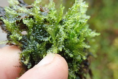 Chiloscyphus polyanthos