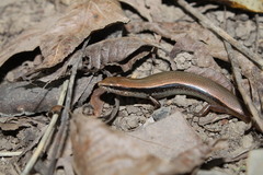 Scincella gemmingeri