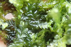 Chiloscyphus polyanthos