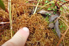 Sphagnum angustifolium