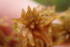 Sphagnum angustifolium