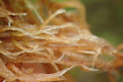 Sphagnum angustifolium
