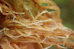 Sphagnum angustifolium