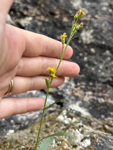 Solidago ontarioensis, photograph 5