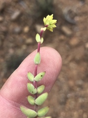 Crassula subaphylla