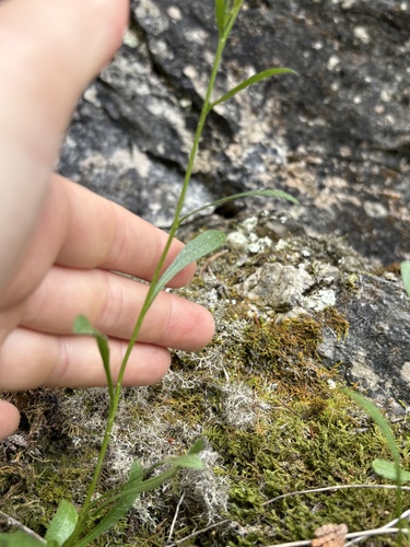 Solidago ontarioensis, photograph 6