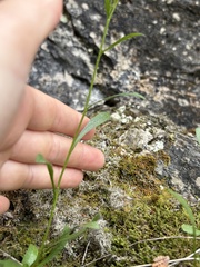 Solidago ontarioensis, photograph Mara McHaffie, CC0, iNaturalist via GBIF