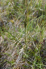 Carex aquatilis stans