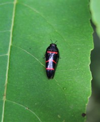Acmaeodera trizonalis
