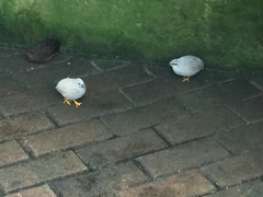 Coturnix